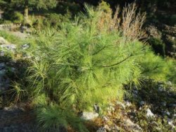 Zirbelkiefer / Arve, 10-20 cm, Pinus cembra, Topfware