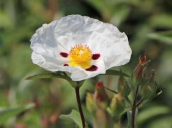 Zistrose &#8218;Alan Fradd&#8216;, Cistus purpureus &#8218;Alan Fradd&#8216;, Containerware