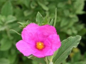 Zistrose &#8218;Sunset&#8216;, Cistus x pulverulentus &#8218;Sunset&#8216;, Containerware