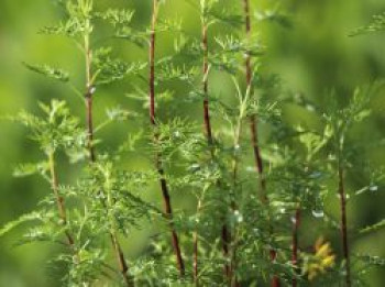 Zitronen-Eberraute &#8218;Citrina&#8216;, Artemisia abrotanum &#8218;Citrina&#8216;, Topfware