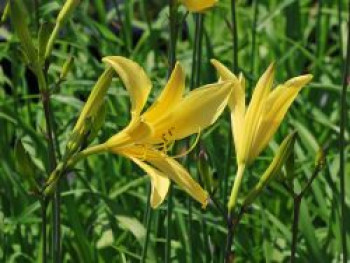 Zitronengelbe Taglilie, Hemerocallis citrina, Topfware