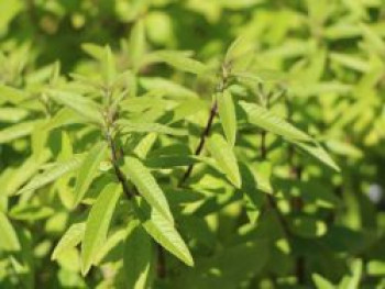 Zitronenverbene 'Freshman', Aloysia citriodora 'Freshman', Topfware