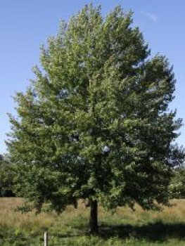 Zitterpappel / Espe, 125-150 cm, Populus tremula, Containerware