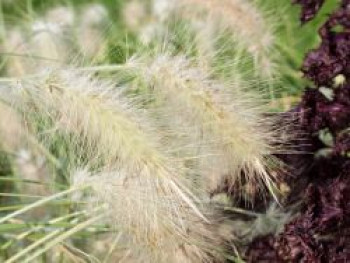 Zottiges Federborstengras, Pennisetum villosum, Topfware