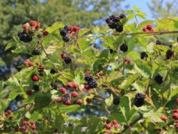 Zucker-Brombeere 'Asterina' ®, 20-30 cm, Rubus 'Asterina' ®, Containerware