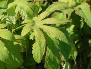 Zuckerblatt Brombeere Sugarleaf ® 'Innocent', 30-40 cm, Rubus chingii var. suavissimus Sugarleaf ® 'Innocent', Containerware