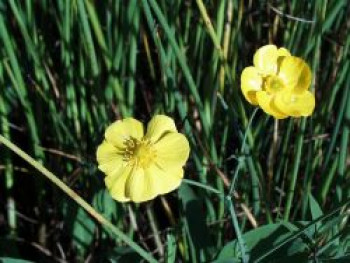 Zungen-Hahnenfuß, Ranunculus lingua, Topfware