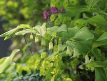 Zweiblütiges Salomonssiegel, Polygonatum biflorum, Topfware