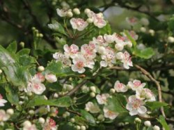 Zweigriffeliger Weißdorn, 60-100 cm, Crataegus laevigata, Containerware