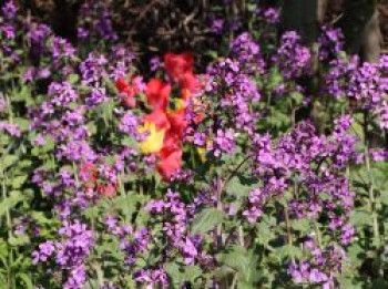 Zweijähriger-Silberling, Lunaria annua, Topfware