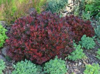 Zwerg-Berberitze, 10-20 cm, Berberis thunbergii &#8218;Bagatelle&#8216;, Containerware