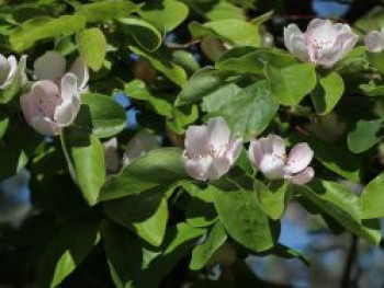 Portugiesische Zwerg-Birnenquitte &#8218;Champion&#8216;, Stamm 40-60 cm, Cydonia &#8218;Champion&#8216;, Containerware