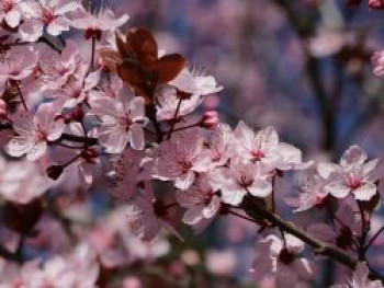 Zwerg-Blutpflaume, 100-125 cm, Prunus cistena, Containerware