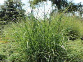 Zwerg-Chinaschilf &#8218;Adagio&#8216;, Miscanthus sinensis &#8218;Adagio&#8216;, Containerware