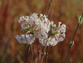 Zwerg-Duft-Schneeball 'Nanum', 25-30 cm, Viburnum farreri 'Nanum', Containerware