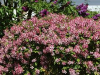 Zwerg-Duftflieder &#8218;Josee&#8216;, 30-40 cm, Syringa meyeri &#8218;Josee&#8216;, Containerware