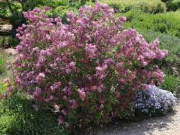 Zwerg-Duftflieder 'Palibin', 20-30 cm, Syringa meyeri 'Palibin', Containerware