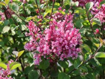 Zwerg-Duftflieder &#8218;Tinkerbelle&#8216; ®, 40-60 cm, Syringa &#8218;Tinkerbelle&#8216; ®, Containerware