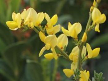 Zwerg-Elfenbeinginster, 20-30 cm, Cytisus kewensis, Containerware