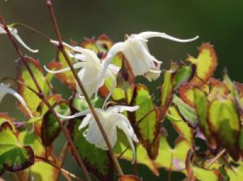 Zwerg-Elfenblume 'Bandit', Epimedium grandiflorum var. higoense 'Bandit', Topfware