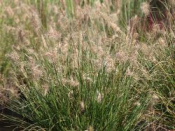 Zwerg-Federborstengras &#8218;Little Bunny&#8216;, Pennisetum alopecuroides &#8218;Little Bunny&#8216;, Containerware