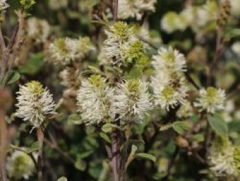 Zwerg-Federbuschstrauch &#8218;Blue Shadow&#8216;, 30-40 cm, Fothergilla gardenii &#8218;Blue Shadow&#8216;, Containerware