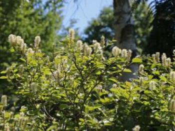 Zwerg-Federbuschstrauch, 20-30 cm, Fothergilla gardenii, Containerware