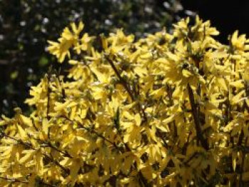 Zwerg-Forsythie / Goldglöckchen &#8218;Nimbus&#8216;, Stamm 40-50 cm, 50-60 cm, Forsythia intermedia &#8218;Nimbus&#8216;, Stämmchen