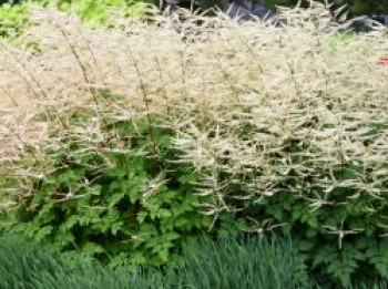 Zwerg-Geißbart 'Chantilly Lace', Aruncus x cultorum 'Chantilly Lace', Topfware