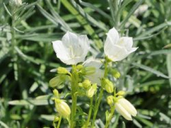 Zwerg-Glockenblume 'Alba', Campanula cochleariifolia 'Alba', Topfware