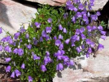 Zwerg-Glockenblume, Campanula cochleariifolia, Topfware