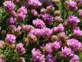 Zwerg-Grasnelke, Armeria juniperifolia, Topfware