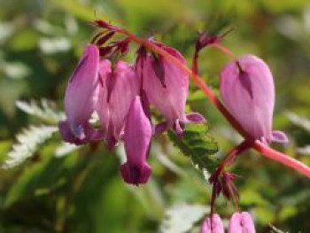 Zwerg-Herzblume / Doppelsporn, Dicentra eximia, Topfware