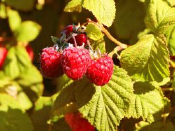 Zwerg-Himbeere 'Groovy' ®, 40-60 cm, Rubus idaeus 'Groovy' ®, Containerware