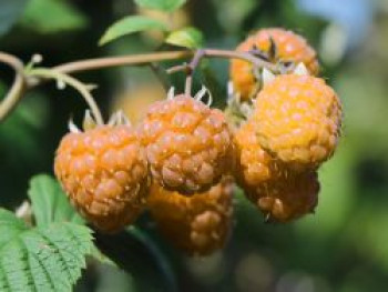 Zwerg-Himbeere Lowberry ® &#8218;Goodasgold&#8216;, 30-40 cm, Rubus idaeus Lowberry ® &#8218;Goodasgold&#8216;, Containerware