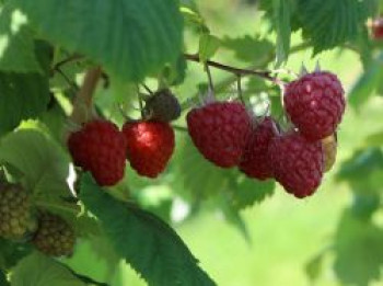 Zwerg-Himbeere Lowberry ® &#8218;Little Red Princess ®&#8216;, Rubus idaeus Lowberry ® &#8218;Little Red Princess ®&#8216;, Containerware