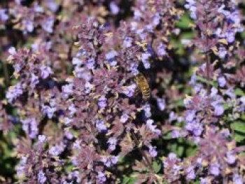 Zwerg-Katzenminze &#8218;Purrsian Blue&#8216;, Nepeta x faassenii &#8218;Purrsian Blue&#8216;, Topfware