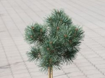 Zwerg-Kiefer &#8218;Chantry Blue&#8216;, Stamm 40-50 cm, 50-70 cm, Pinus sylvestris &#8218;Chantry Blue&#8216;, Stämmchen