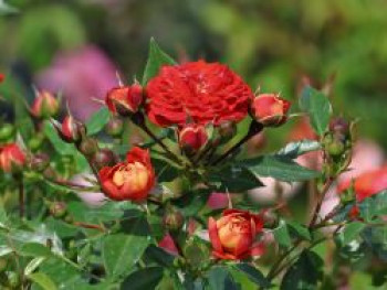 Zwerg-Kletterrose Starlet®-Rose &#8218;Carmen&#8216; ®, Rosa Starlet®-Rose &#8218;Carmen&#8216; ®, Topfware