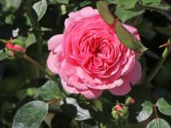 Zwerg-Kletterrose Starlet®-Rose &#8218;Eva&#8216; ®, Rosa Starlet®-Rose &#8218;Eva&#8216; ®, Containerware