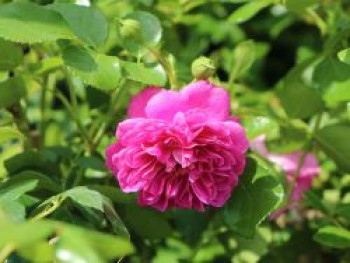 Zwerg-Kletterrose Starlet®-Rose &#8218;Melina&#8216; ®, Rosa Starlet®-Rose &#8218;Melina&#8216; ®, Topfware