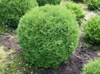 Zwerg-Lebensbaum 'Tiny Tim', 15-20 cm, Thuja occidentalis 'Tiny Tim', Containerware