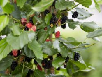 Zwerg-Maulbeere &#8218;Mojo Berry&#8216;, 40-60 cm, Morus rotundiloba &#8218;Mojo Berry&#8216;, Containerware