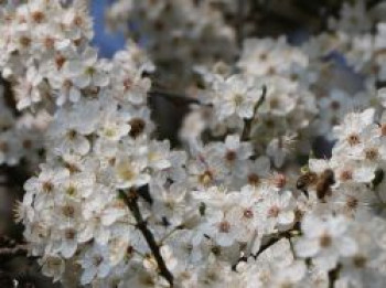 Zwerg-Mirabelle, Stamm 30 cm, 50-80 cm, Prunus domestica (Zwergform), Containerware