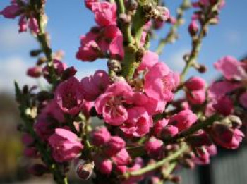 Nektarine (Zwergform), Stamm 30-40 cm, 50-60 cm, Prunus persica var. nucipersica (Zwergform), Containerware