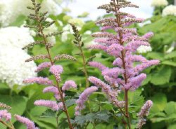 Zwerg-Prachtspiere, Astilbe chinensis var. pumila, Topfware