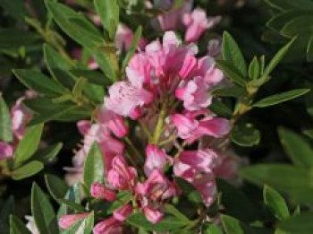 Zwerg-Rhododendron &#8218;Bloombux&#8216; ® (Magenta), 20-30 cm, Rhododendron micranthum &#8218;Bloombux&#8216; ® (Magenta), Containerware