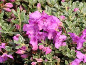 Zwerg-Rhododendron, 15-20 cm, Rhododendron keleticum, Containerware