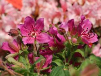 Zwerg-Rhododendron, 10-20 cm, Rhododendron camtschaticum, Containerware