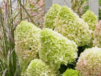 Zwerg-Rispenhortensie &#8218;Little Fraise&#8216;, 15-30 cm, Hydrangea paniculata &#8218;Little Fraise&#8216;, Containerware